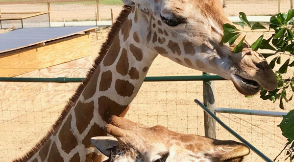 You Can Interact With Giraffes At McClain Resort In Mississippi
