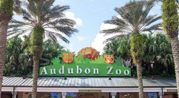 The Audubon Zoo Has Been Voted One Of The Best Zoos In The U.S.
