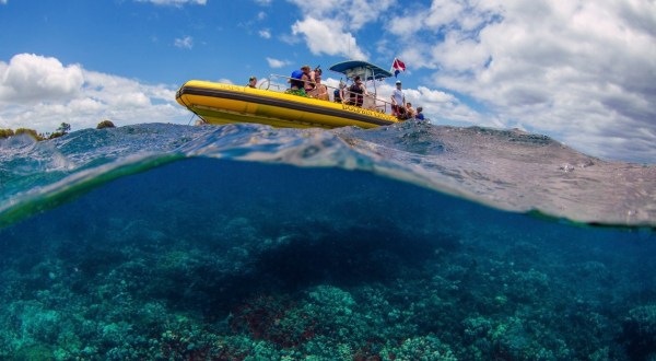 Swim With Sea Life When You Embark On A Snorkel Tour With Hanauma Bay Tours In Hawaii