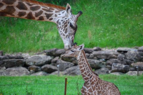 You'll Get Warm And Fuzzy Vibes From This Giraffe Cam At The Greenville Zoo In South Carolina