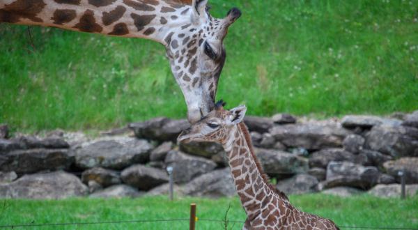You’ll Get Warm And Fuzzy Vibes From This Giraffe Cam At The Greenville Zoo In South Carolina