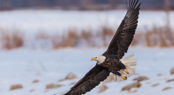 Hundreds Of Bald Eagles Visit The City Of Le Claire In Iowa Every Winter And It’s A Sight To Be Seen