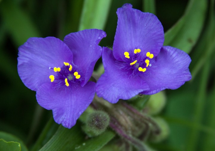 Two indigo flowers, called Bracted Spiderwort.