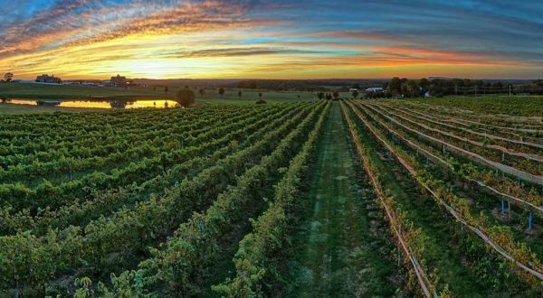 Drink Wine On A Scenic 140-Acre Countryside At Gouveia Vineyards In Connecticut
