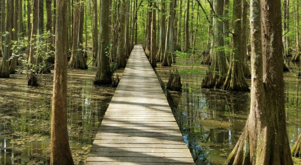 Feel Like You’re Walking On Water When You Explore The Lake Chicot Loop Trail In Louisiana