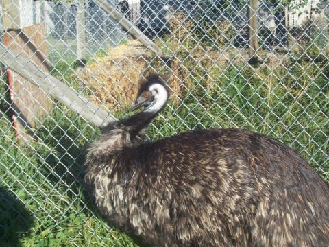 You'll Never Forget a Visit to Wild Rose Emu Ranch, a One-of-a-Kind Farm Filled with Emus in Montana