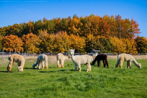 You'll Never Forget A Visit To Marquam Hill Ranch, A One-Of-A-Kind Farm Filled With Alpacas In Oregon