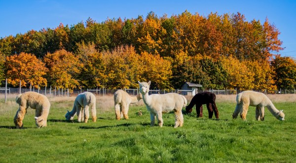 You’ll Never Forget A Visit To Marquam Hill Ranch, A One-Of-A-Kind Farm Filled With Alpacas In Oregon