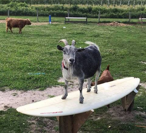 You'll Never Forget A Visit To Parsons Farms Produce, A One-Of-A-Kind Farm Filled With Baby Goats In Delaware