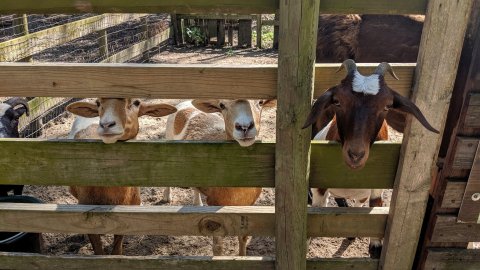 You'll Never Forget A Visit To Sugar Roots Farm, A One-Of-A-Kind Farm Filled With Goats In Louisiana