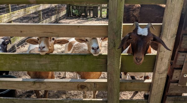 You’ll Never Forget A Visit To Sugar Roots Farm, A One-Of-A-Kind Farm Filled With Goats In Louisiana