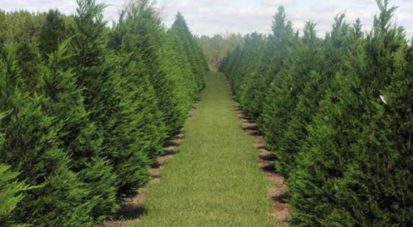 Pick Your Own Christmas Tree This Fall At The Beautiful Falcon Ridge Farm In Tennessee