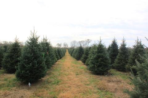 Even The White House Knows That The Best Christmas Trees Are Found At Dan And Bryan Trees In West Virginia