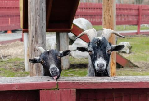You'll Never Forget A Visit To Silverman's Farm,  A One-Of-A-Kind Farm Filled With Baby Goats In Connecticut