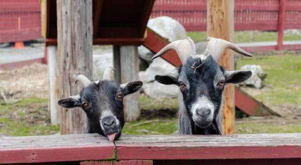 You’ll Never Forget A Visit To Silverman’s Farm,  A One-Of-A-Kind Farm Filled With Baby Goats In Connecticut