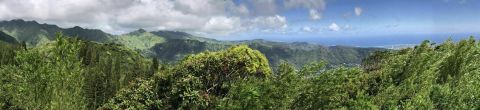 There's A Trail For Everyone In Hawaii's Round Top Forest Reserve