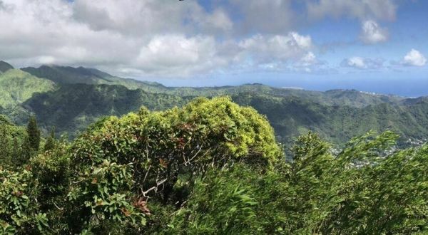 There’s A Trail For Everyone In Hawaii’s Round Top Forest Reserve