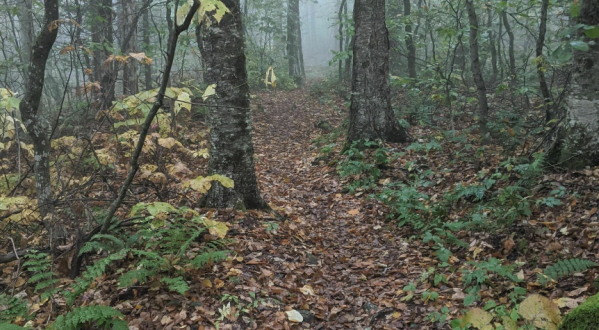 This Mountain Hike In Vermont Was Named One Of The Scariest Haunted Hiking Trails In The U.S.