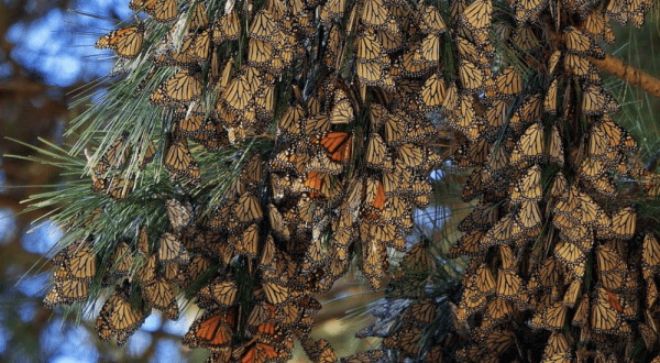 Thousands Of Monarch Butterflies Overwinter At The Pacific Grove Sanctuary In Northern California