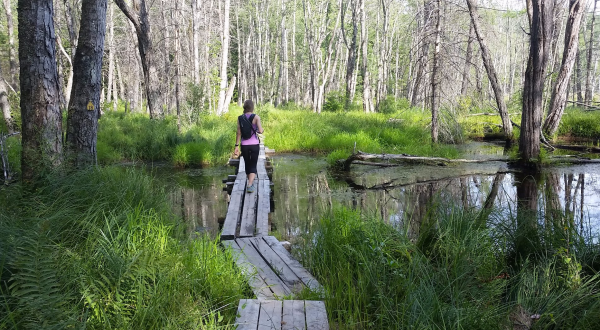 Feel Like You’re Walking On Water When You Explore The Quincy Bog Natural Area Boardwalk In New Hampshire