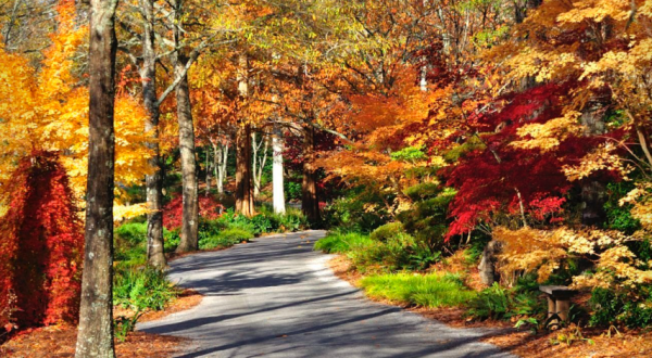 Wander Through 3,000 Japanese Maple Trees In Bloom At Gibbs Gardens In Georgia