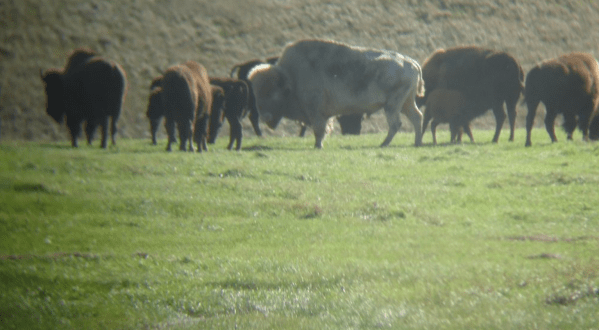 The Legend Of North Dakota’s Albino Bison Is A Fascinating Tale