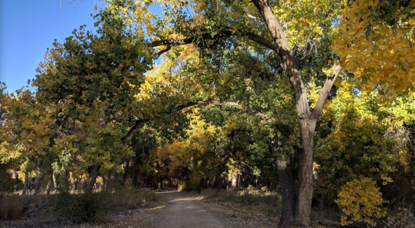 With 2 Short Trails And Observation Areas, Willow Creek Bosque Is A Perfect Hiking Spot In New Mexico