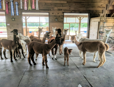 There's An Alpaca Farm Airbnb In Maine And There's Nothing More Adorable