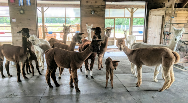 There’s An Alpaca Farm Airbnb In Maine And There’s Nothing More Adorable