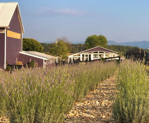 You'll Never Forget A Visit To White Oak Farm, A One-Of-A-Kind Farm Filled With Lavender In Virginia
