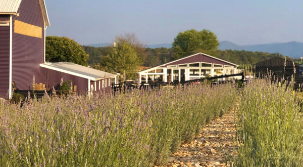 You’ll Never Forget A Visit To White Oak Farm, A One-Of-A-Kind Farm Filled With Lavender In Virginia