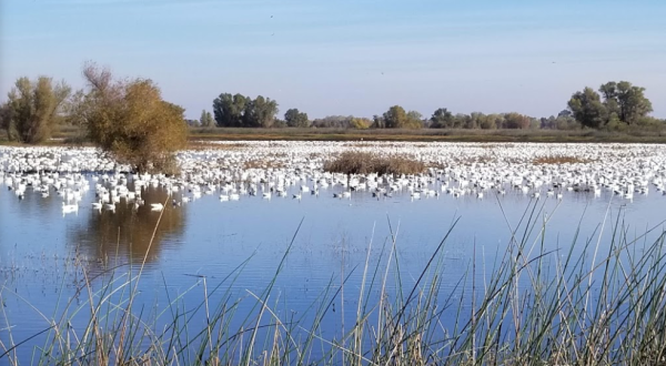 More Than A Million Waterfowl Arrive At Gray Lodge Wildlife Area In Northern California During Winter