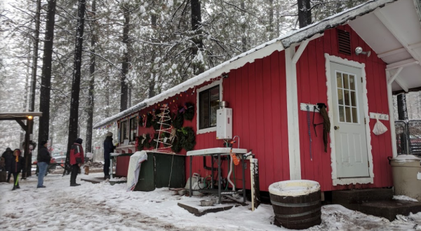 Pick And Cut Your Own Christmas Tree This Season At Snowy Peaks Tree Farm In Northern California