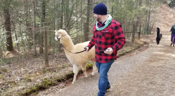 Go Trekking With Alpacas When You Take The Farm Tour At Shaka Alpaca Farm In North Carolina