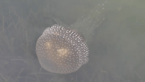 An Invasive Beach-Ball-Sized Australian Jellyfish Has Been Spotted In South Carolina