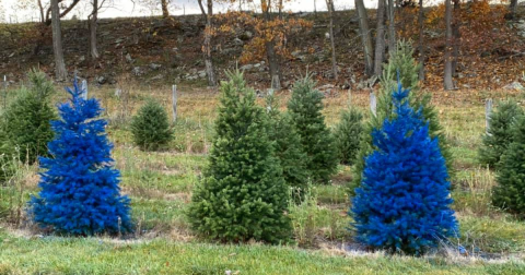 Get Lost In This Beautiful 140-Acre Christmas Tree Farm In West Virginia
