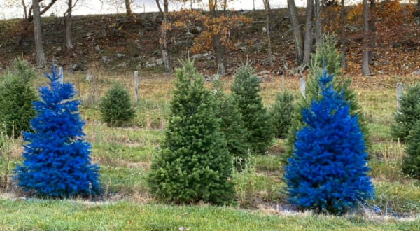 Get Lost In This Beautiful 140-Acre Christmas Tree Farm In West Virginia