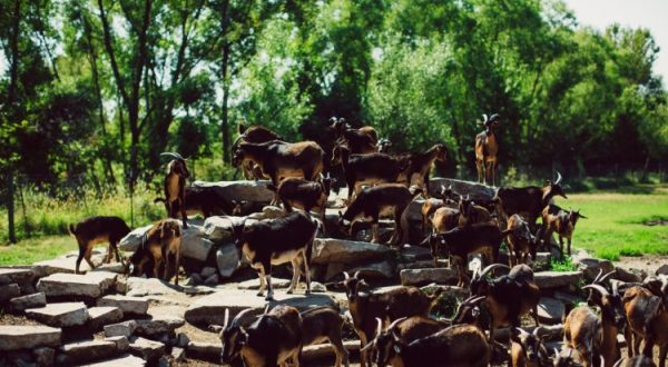 You’ll Never Forget A Visit To Willow Valley Farms, A One-Of-A-Kind Farm Filled With Super-Rare Goats In Nebraska