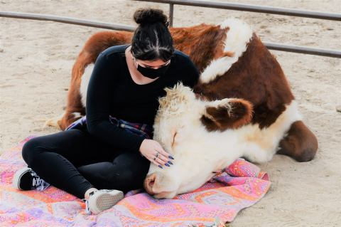 You Can Hug A Cow At Aimee's Farm Animal Sanctuary In Arizona