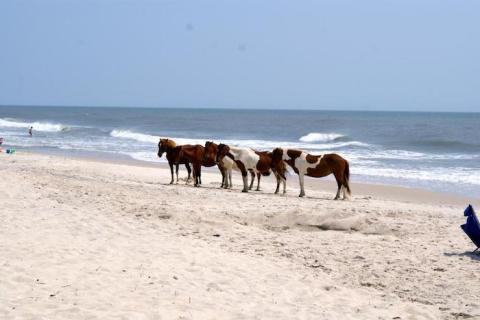 Assateague Island Is A Fascinating Spot in Maryland That's Straight Out Of A Fairy Tale