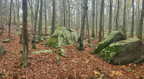 Watch Fall Fade To Winter On The Weetamoo Woods Trail In Rhode Island