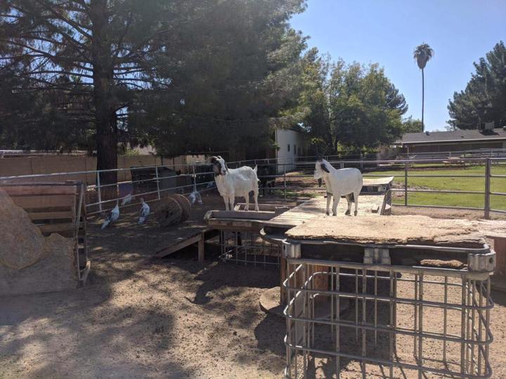 Goats With Horns Sanctuary Goats Arizona
