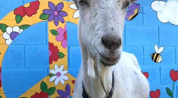 You’ll Never Forget A Visit To Goats With Horns Animal Sanctuary, A One-Of-A-Kind Farm Filled With Rescued Farm Animals In Arizona