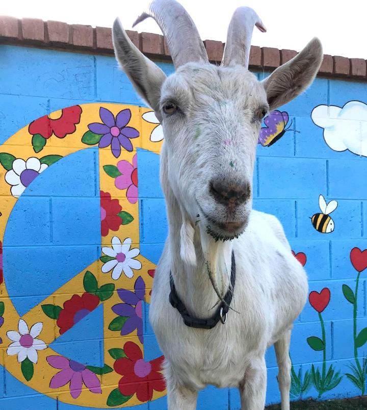 Goats With Horns Sanctuary Goat Arizona