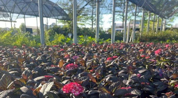 You’ll Find A Little Bit Of Everything At Lakeland Yard And Garden Center, The Largest Retail Nursery In Mississippi