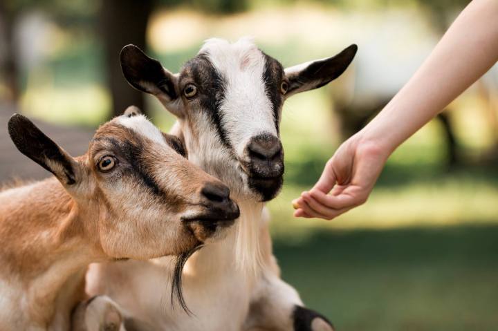 Hercules' Haven Goats Iowa
