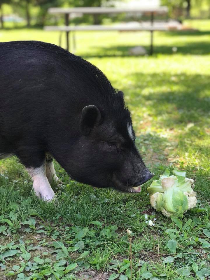 Hercules Haven Pig Mascot Iowa