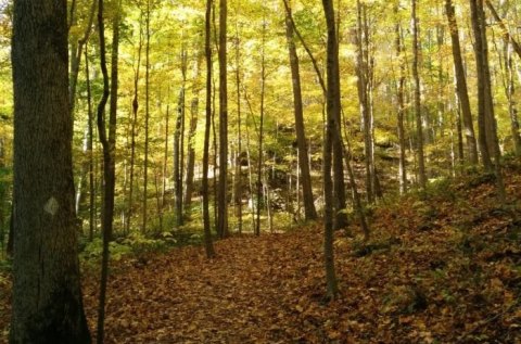 Take An Easy Loop Trail Past Some of The Prettiest Scenery In Indiana on Hemlock Cliffs Trail