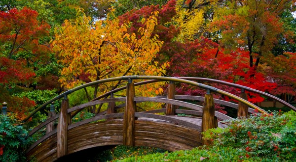 Wander Through 7.5 Acres Of Blooming Japanese Maple Trees At Fort Worth Botanic Garden In Texas