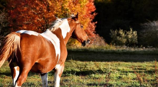 You’ll Never Forget A Visit To Mountain Trail Rides, A One-Of-A-Kind Farm Filled With Horses In West Virginia